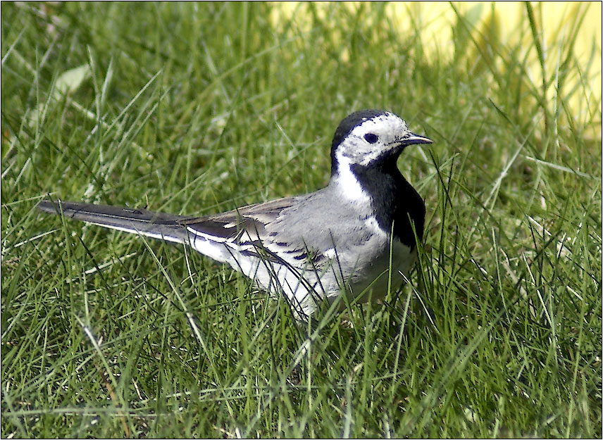 ТРЯСОГУЗКА БЕЛАЯ (Motacilla alba) 