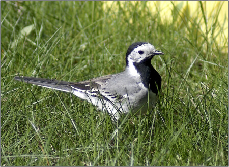 ТРЯСОГУЗКА БЕЛАЯ (Motacilla alba)
