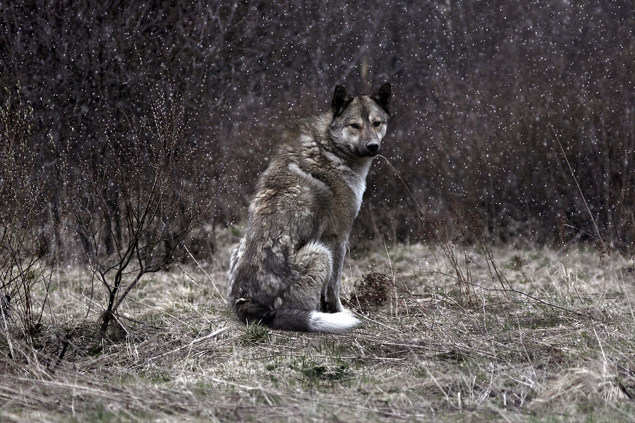 The lonely leader 