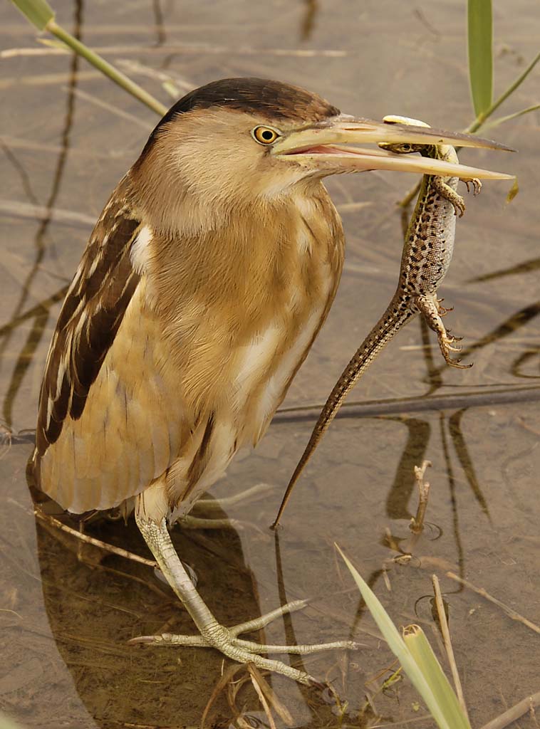 Выпь малая (Ixobrychus minutus) с добычей