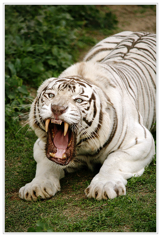 - WHITE TIGER - 