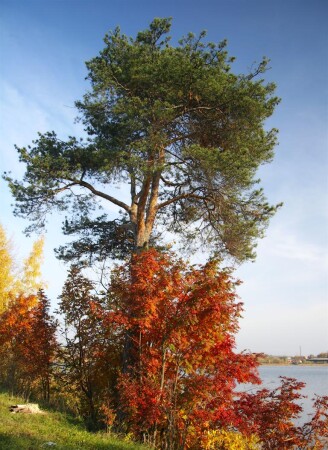 Сосна