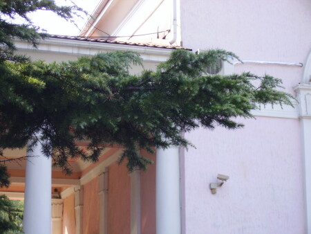 Еловая лапа