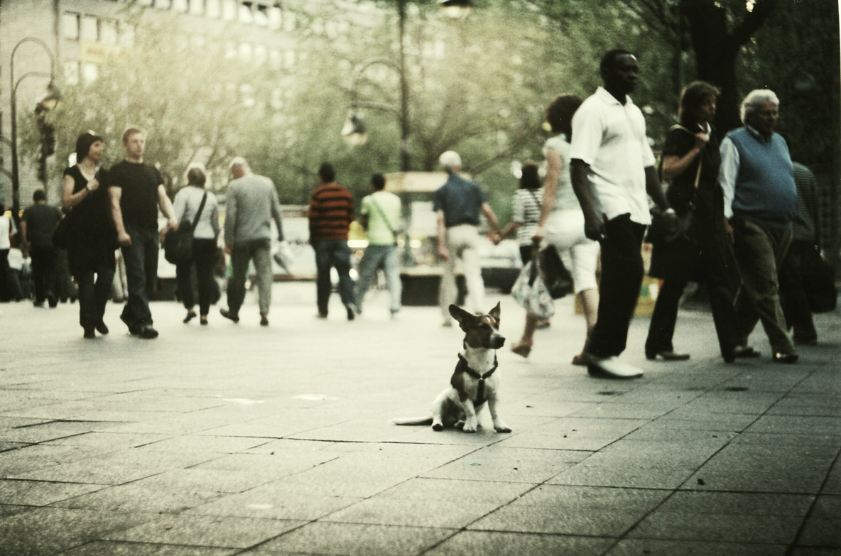 ein Hund
