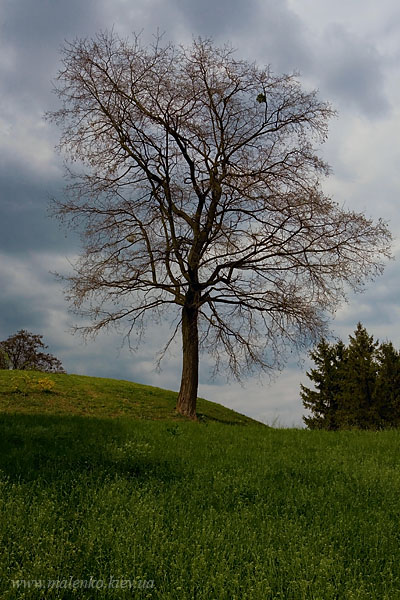 Song field, Kyiv