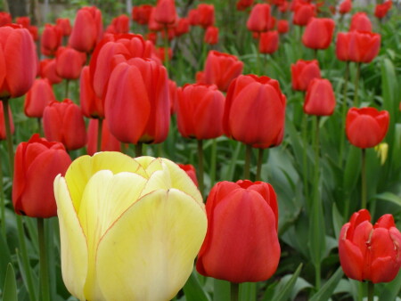 tulip