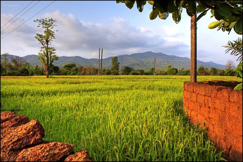 field