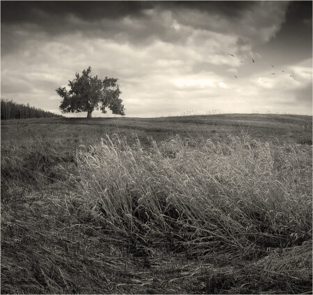 b/w