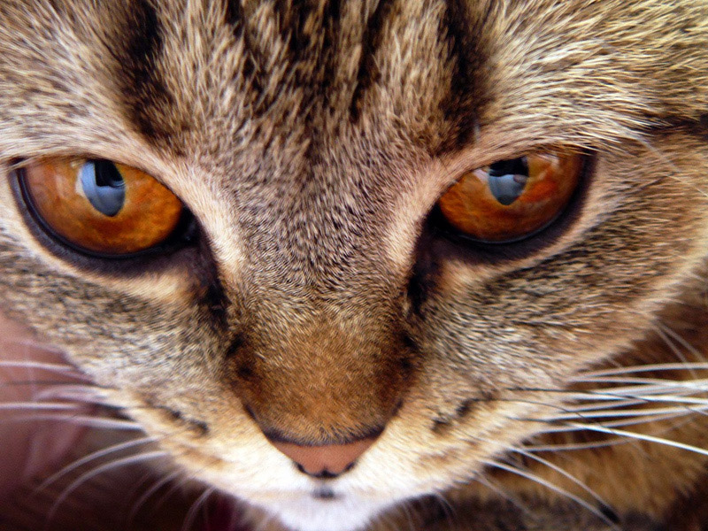 Кошка
