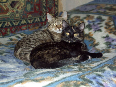 Кошки