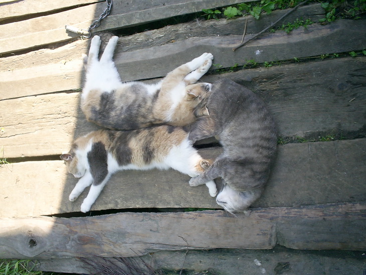 кошачья геометрия