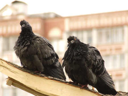 пятничные шашлыки :)