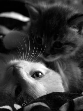 Мелкий проказник