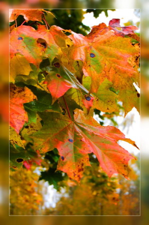 Открытка &amp;quot;Осень&amp;quot;