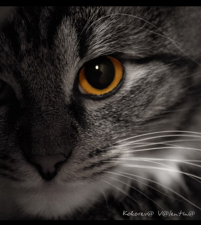 eye