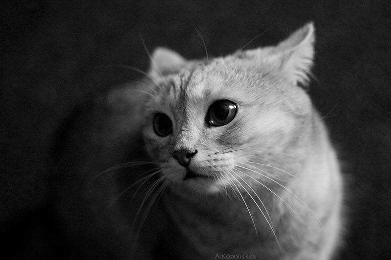 кот