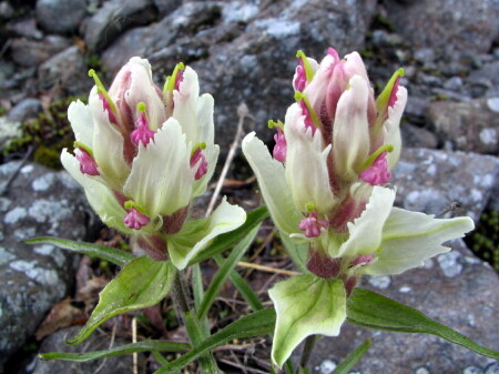 Цветы севера.