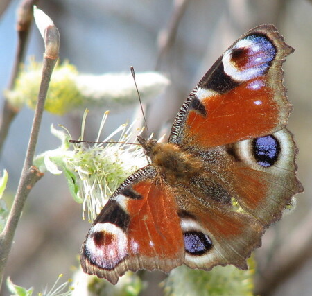 Другая такая же бабочка
