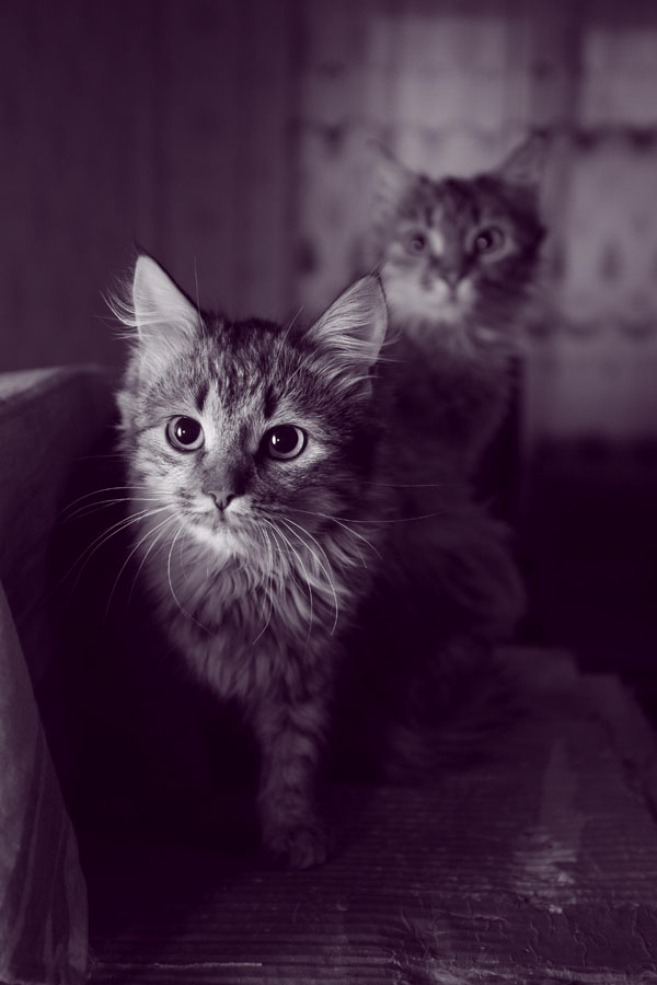 Вышел котик из тумана...
