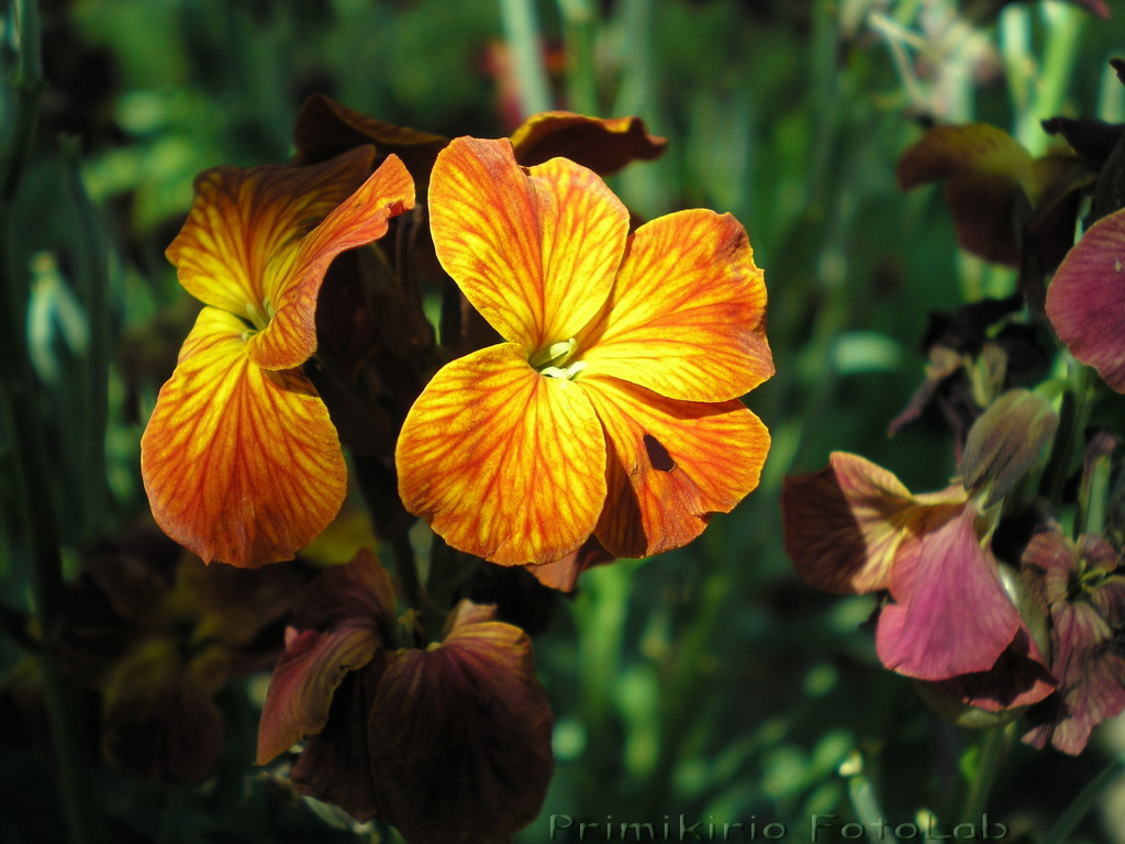 Some Flowers