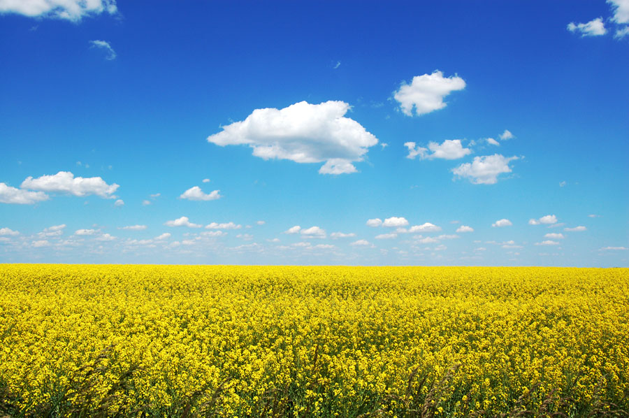 Український прапор