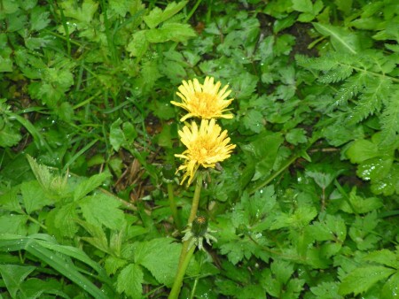 Одуваньчик