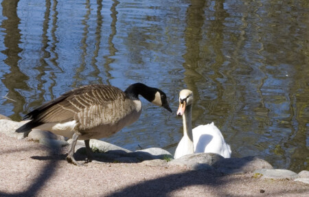 Ну пусти, я тоже купаться хочу!!!