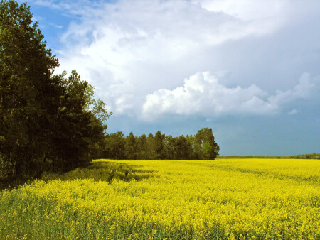 перед грозой