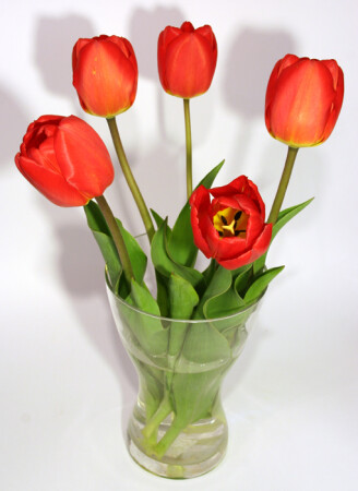 Тюльпаны