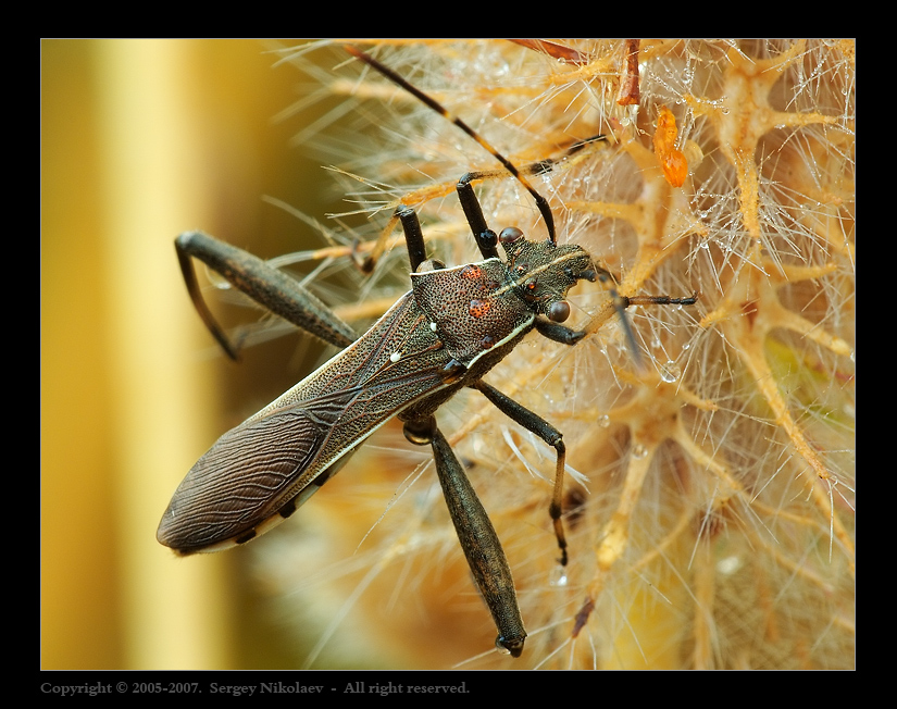 Клоп Краевик (Alydus calcaratus)