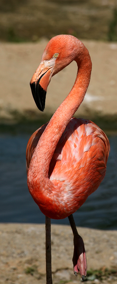 Phoenicopterus ruber
