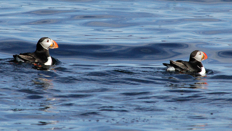 Тупик (Fratercula arctica)