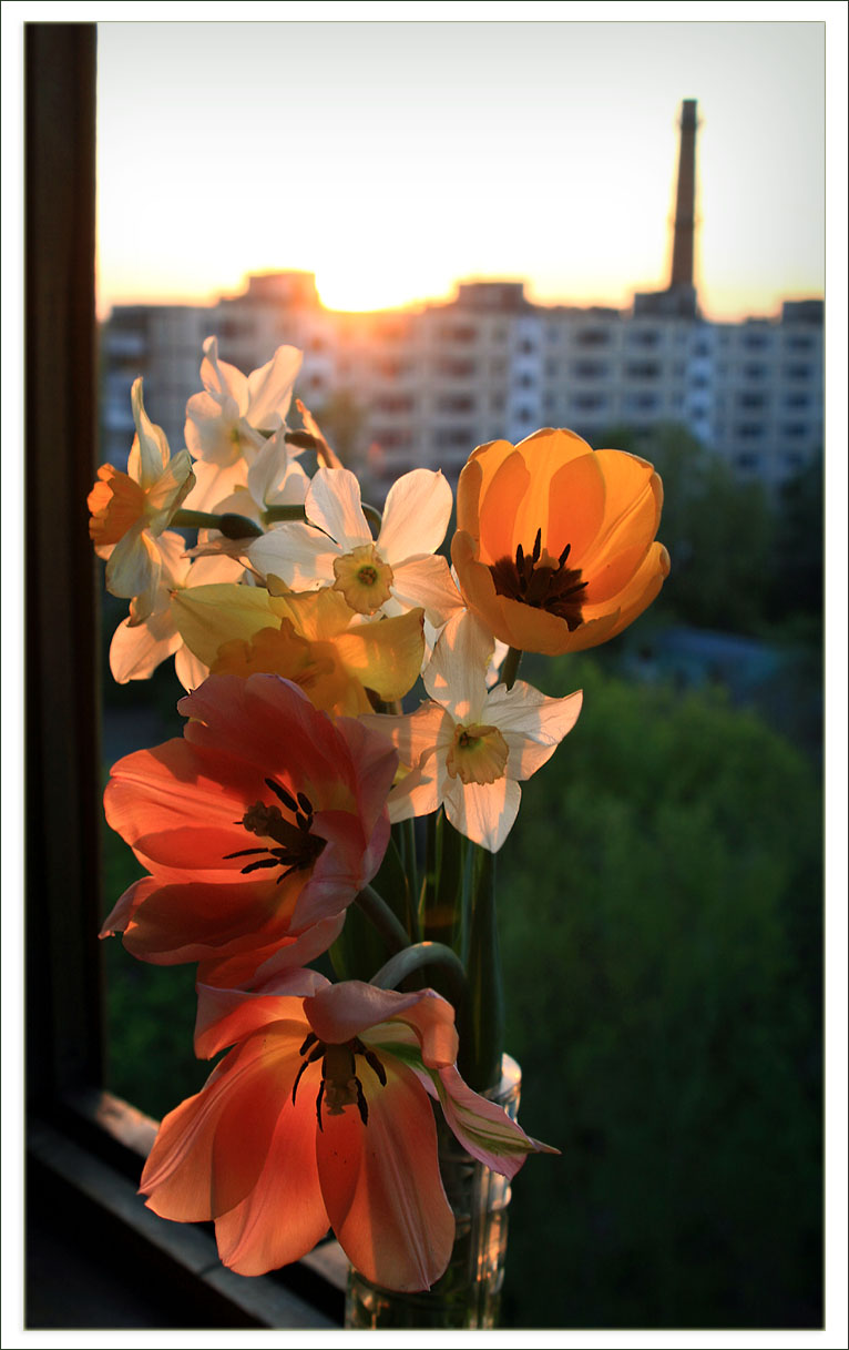 Лето на окошке