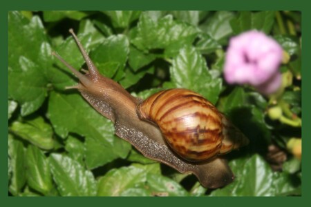 Куда-то ползет