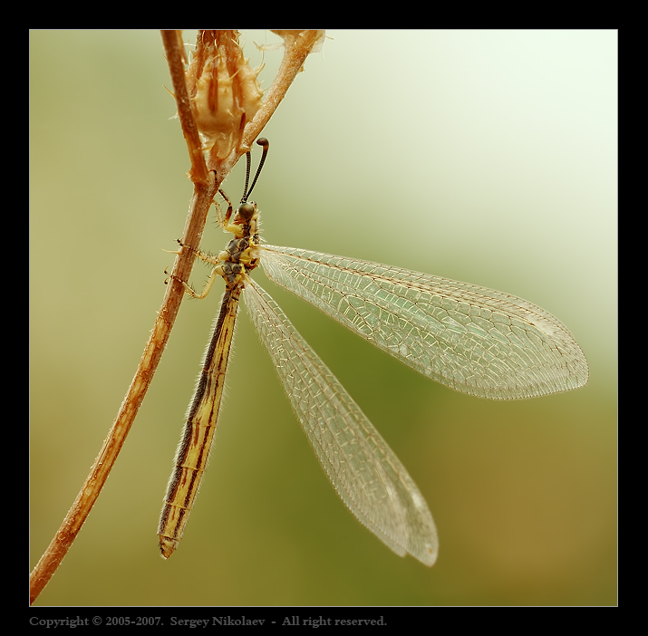 Муравьиный лев (Myrmeleon)