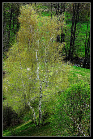 Березка