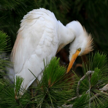 Бычья,или Египетская цапля Bubulcus ibis, Cattle egret.