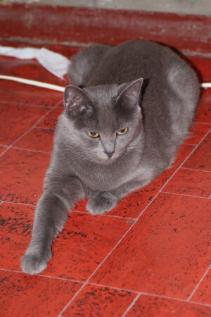 Хозяйка в доме