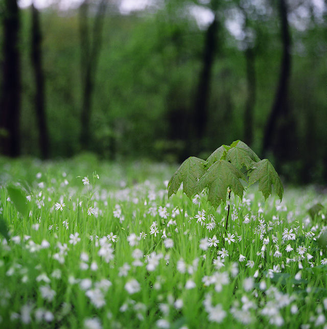 early green
