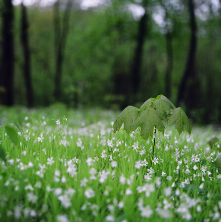 early green