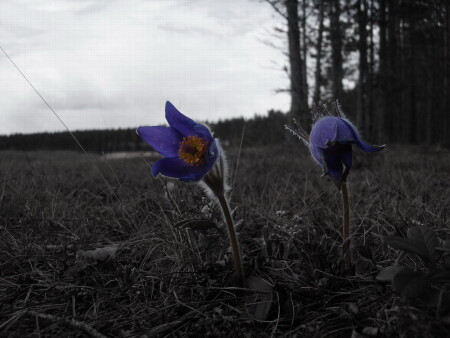 The last romance...