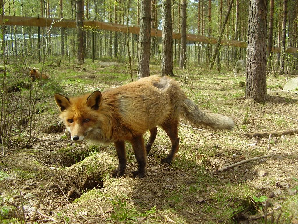 Патрикеевна