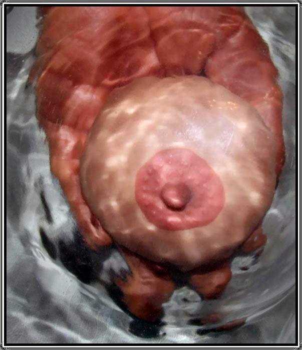 «Жемчужина....»