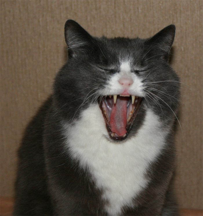 Cat Concert