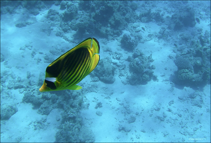 Red Sea