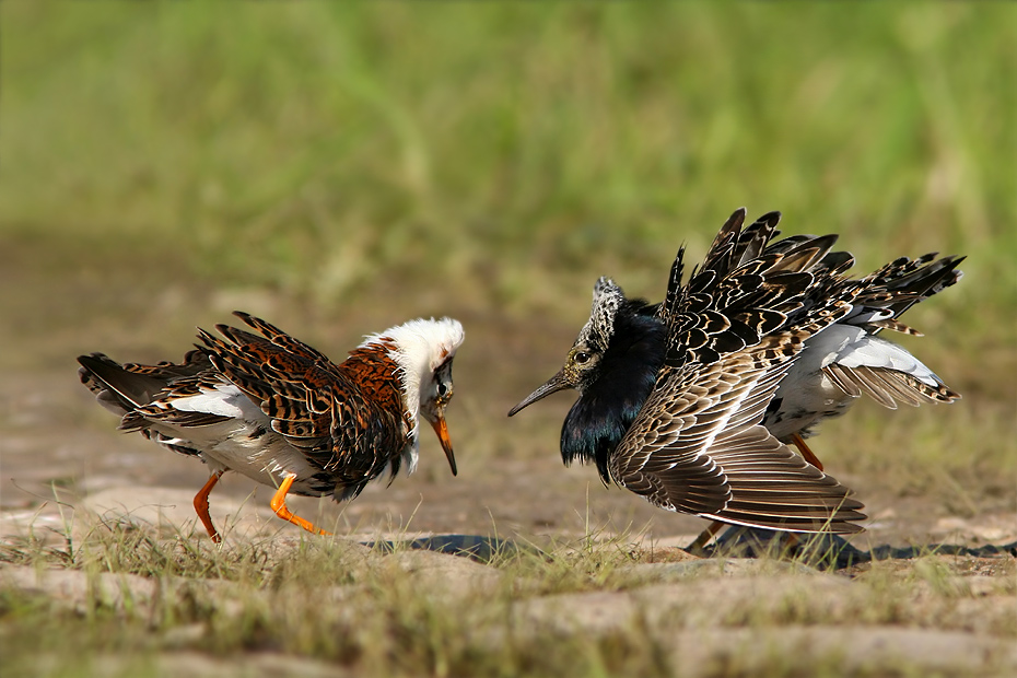  Ruffs (Турухтан)