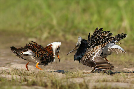 Ruffs (Турухтан)