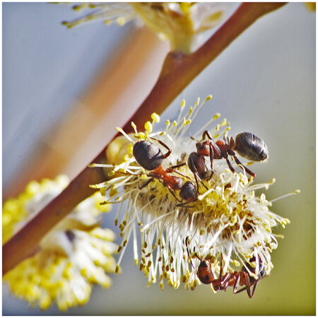 Весенняя страда 2