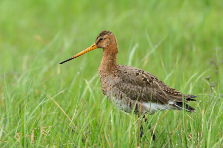 Большой веретенник