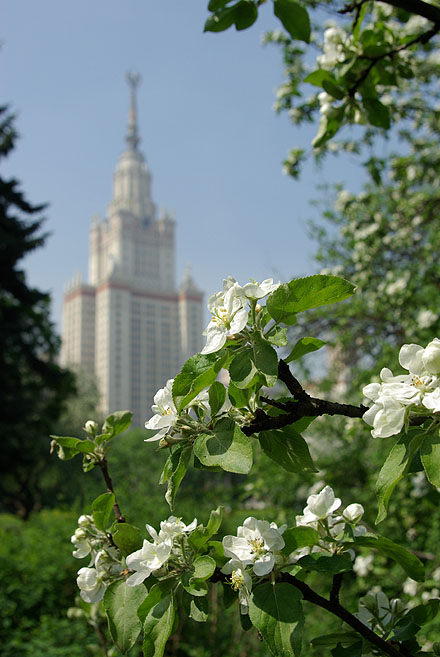 Яблони в цвету